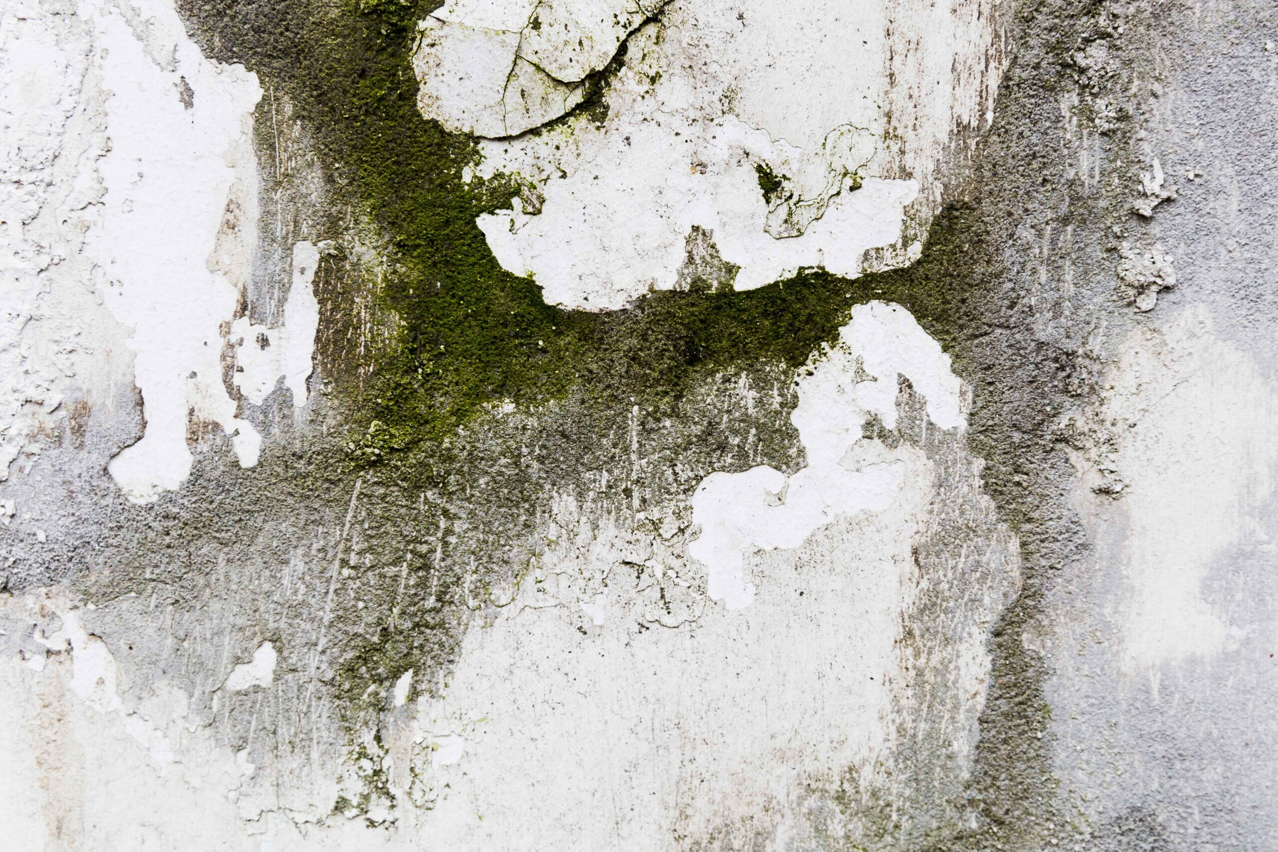 moss-rough-cement-surface